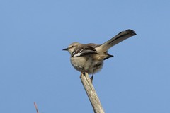 Mimus polyglottos polyglottos