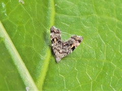 Asterivora antigrapha