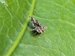 Asterivora antigrapha