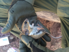 Peromyscus boylii