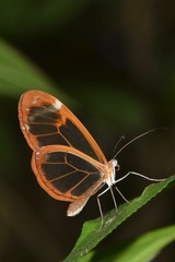 Greta morgane morgane