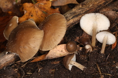 Mycena semivestipes