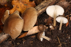 Mycena semivestipes
