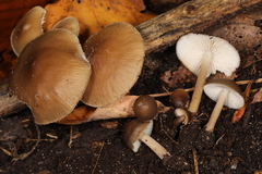Mycena semivestipes