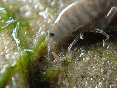 Platorchestia platensis