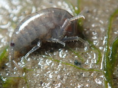 Platorchestia platensis