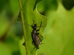 Brachyleptura brevis