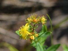 Hypericum ellipticum