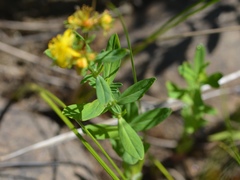 Hypericum ellipticum