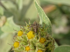 Oxyopes heterophthalmus