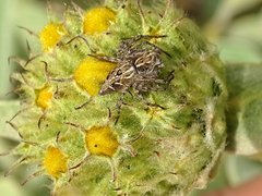 Oxyopes heterophthalmus