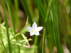 Campanula aparinoides