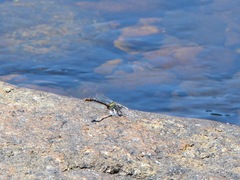 Ophiogomphus rupinsulensis