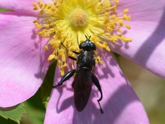 Chalcosyrphus chalybeus