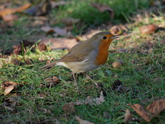 Erithacus rubecula