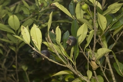 Myrceugenia planipes