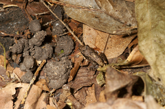 Ptychadena aequiplicata