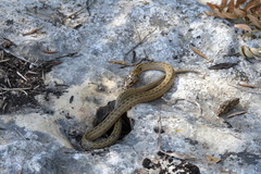 Macroprotodon mauritanicus