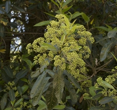 Caldcluvia paniculata
