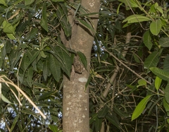 Caldcluvia paniculata