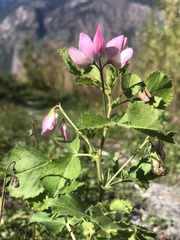 Ononis rotundifolia