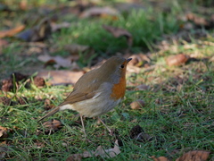 Erithacus rubecula