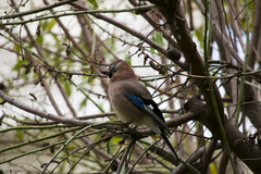 Garrulus glandarius