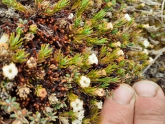 Dracophyllum prostratum