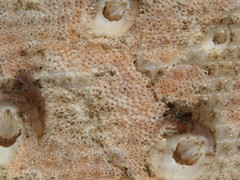 Cryptosula pallasiana