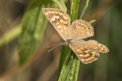 Aricoris indistincta