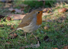 Erithacus rubecula