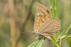 Aricoris indistincta