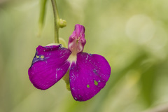 Canavalia bonariensis