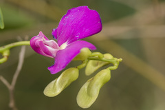 Canavalia bonariensis