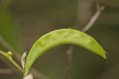 Canavalia bonariensis