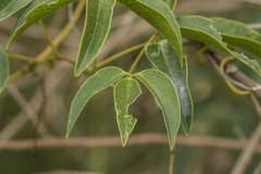 Canavalia bonariensis