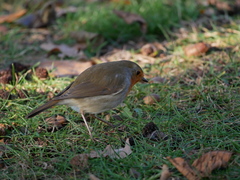 Erithacus rubecula