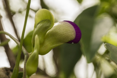 Canavalia bonariensis