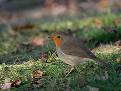 Erithacus rubecula