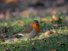 Erithacus rubecula