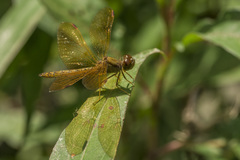 Perithemis icteroptera