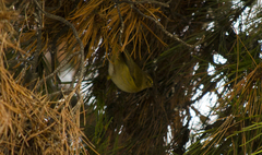 Phylloscopus collybita