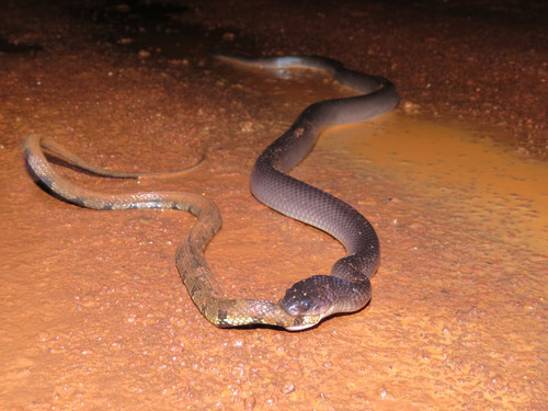 Windward Cribo, Clelia clelia