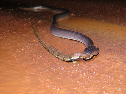 Brown-banded watersnake, Helicops angulatus