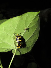 Arocera apta