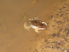 Leptodactylus petersii