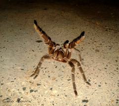 Acanthoscurria natalensis
