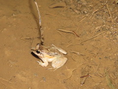 Leptodactylus petersii