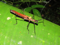 Pseudophasma castaneum