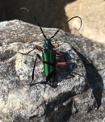 Callichroma holochlorum